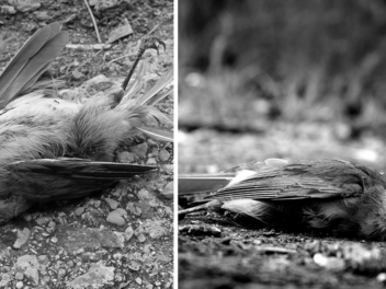 Symbolbild: Tote V&ouml;gel