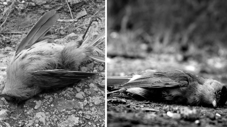 Symbolbild: Tote Vögel