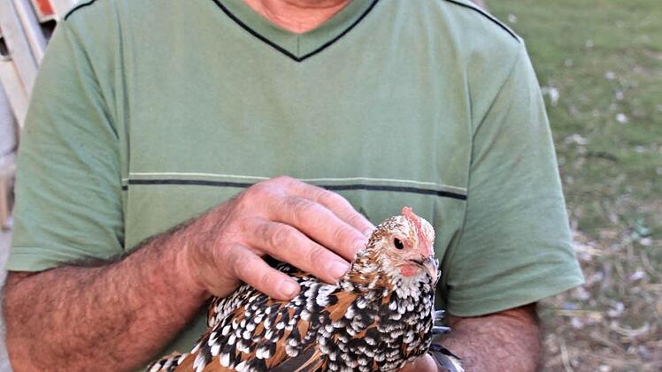 Liebevoll geht Gärtnermeister Rudolf Schmitt mit seinen Tieren um, wie hie mit einem "Federfüßigen Zwerghuhn." Foto: Helmut Will