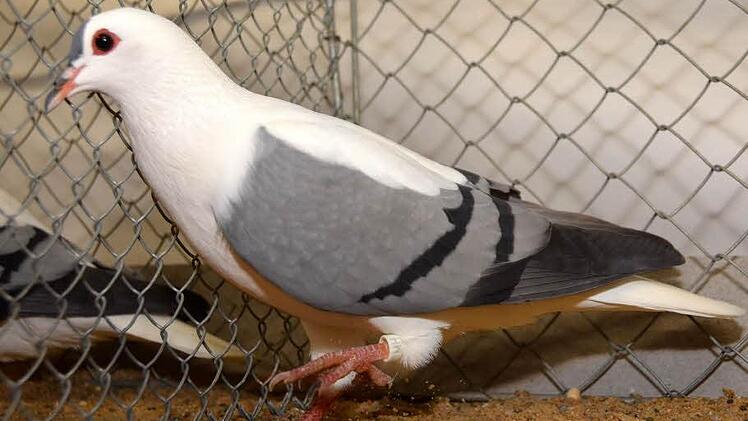 Eine der besten vorgeführten Tauben, eine Thüringer Flügeltaube blau mit schwarzen Binden - sie brachte ihrem Züchter Eugen Hillenbrand ebenfalls den Ehrenpreis des Landesverbandes ein. Foto: Peter Rauch