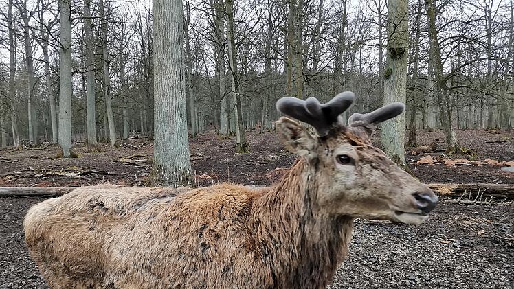 Wildpark Schloss Tambach
