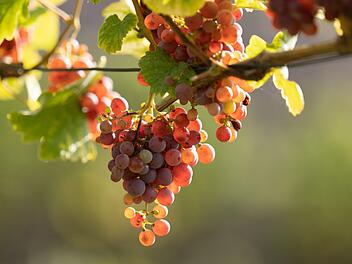 Neue EU-Verordnung bedroht Winzer