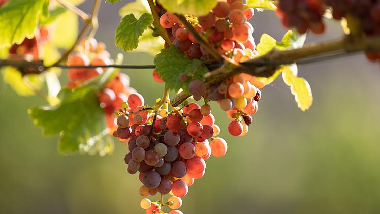 Neue EU-Verordnung bedroht Winzer