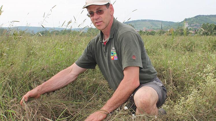 Die Wiese war üppig bewachsen, bevor die Saale alles vernichtete. Gerhard Fella begutachtet die Schäden. Fotos: Benedikt Borst