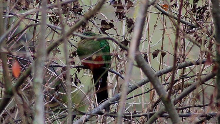 Gar nicht gleich zu entdecken, der Bursche