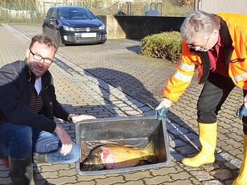 Markus Mönch (links) und Lothar Mozzo zeigen einen kapitalen Karpfen, den ihrer Vermutung nach ein Otter aus dem Teich der Kläranlage von Weidhausen geholt hat. Fotos: Rainer Lutz