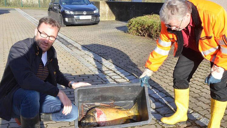 Markus Mönch (links) und Lothar Mozzo zeigen einen kapitalen Karpfen, den ihrer Vermutung nach ein Otter aus dem Teich der Kläranlage von Weidhausen geholt hat. Fotos: Rainer Lutz