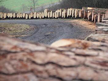 Auf acht Lagerplätzen, hier in Ebern, wurden die wertvollsten Laubholzstämme aus der Region präsentiert. Foto: Eckehard Kiesewetter