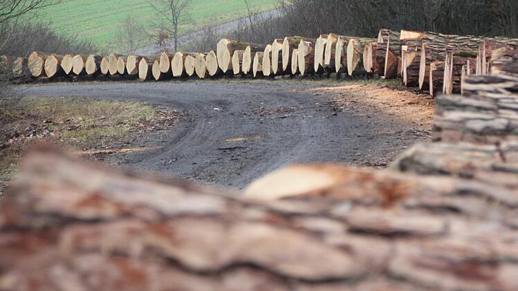 Auf acht Lagerplätzen, hier in Ebern, wurden die wertvollsten Laubholzstämme aus der Region präsentiert. Foto: Eckehard Kiesewetter