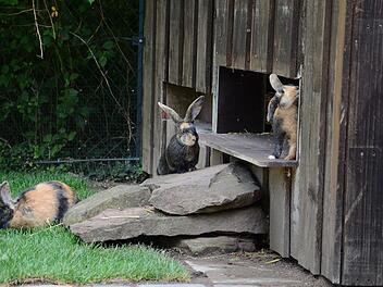 Nürnberg: Neue gefährdete Haustierrasse in Kinderzoo eingezogen - Zucht zum Erhalt startet Nürnberg: Neue gefährdete Haustierrasse in Kinderzoo eingezogen - Zucht zum Erhalt startet