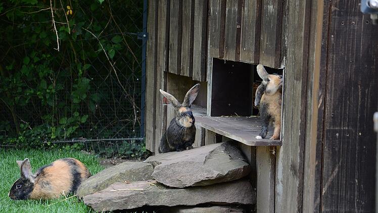 N&uuml;rnberg: Neue gef&auml;hrdete Haustierrasse in Kinderzoo eingezogen - Zucht zum Erhalt startet