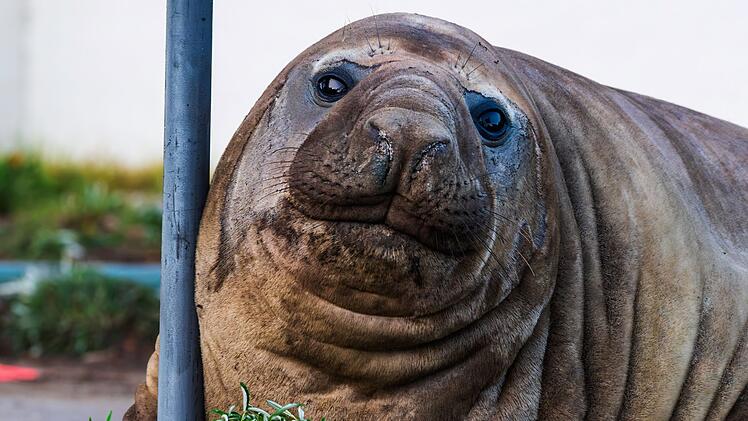 &laquo;Neil the Seal&raquo; in Tasmanien