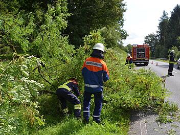 Mit einem lauten Knall war der Baum auf die Straße gestürzt. Die Zweige waren schnell weggeräumt.  Foto: Peter Rauch