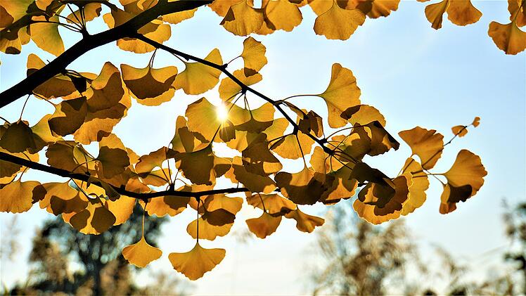 Ginkgo