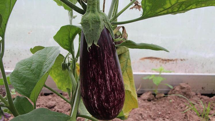 Graffiti-Aubergine