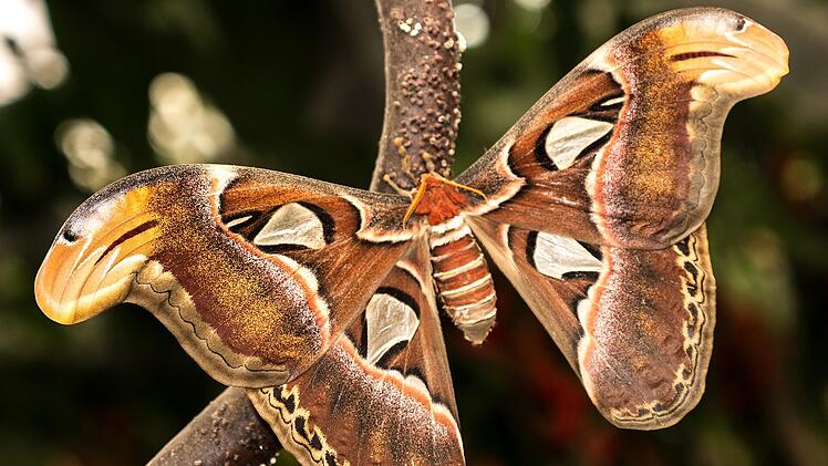 Jede Nacht fliegen sich weltweit tonnenweise nachtaktive Insekten an den künstlichen Lichtquellen tot.