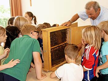 Die Eltmanner Grundsch&uuml;ler auf der Suche nach der Bienenk&ouml;nigin im Demonstrationskasten Foto: G&uuml;nther Geiling