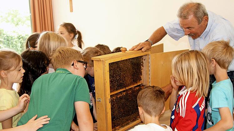 Die Eltmanner Grundsch&uuml;ler auf der Suche nach der Bienenk&ouml;nigin im Demonstrationskasten Foto: G&uuml;nther Geiling