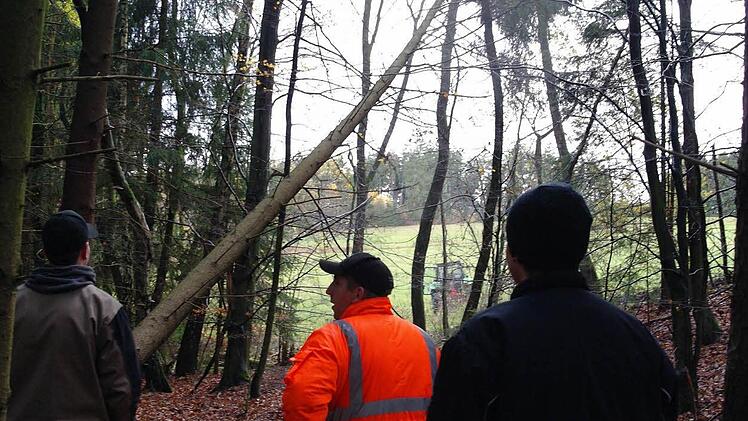 "Baum fällt"... leider auf die Nachbarfichten