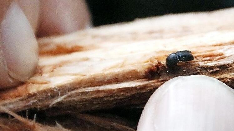 Der Borkenkäfer versteckt sich unter der Rinde der befallenen Bäume.  Fotos: Josef Hofbauer