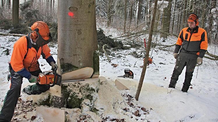 Thomas Holzheid (links) sägt den Fallkerb in die Buche. Dieser ist entscheidend zur Bestimmung der Richtung in die der Stamm fallen soll.