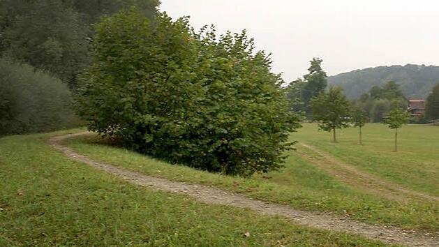 Der Hochwasserdamm bei Wiesen entspricht nicht mehr den Anforderungen. Die Stadt beschloss nun die Sanierung inklusive Errichtung einer Spundwand. Foto: Mario Deller