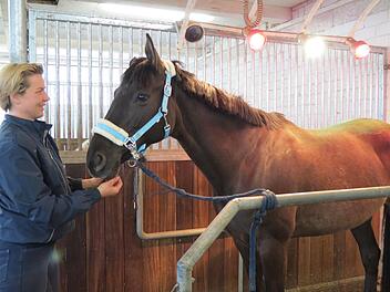 Für Pferde gibt es im Reitstall ein Solarium, aus therapeutischen Gründen, zum Aufwärmen oder Lockerung der Muskeln.  Foto: Doris Bauer