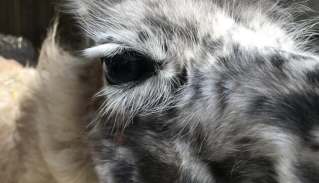 Zu Besuch bei Lamas und Kamelen im Kreis Haßberge