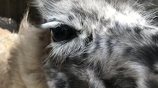 Zu Besuch bei Lamas und Kamelen im Kreis Haßberge