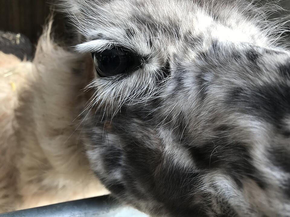 Zu Besuch bei Lamas und Kamelen im Kreis Haßberge