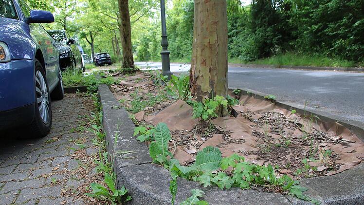 Die Stadt Münnerstadt macht es vor: Die Steine am Parkplatz Oberes Tor sind bereits entfernt worden, die Flächen sollen im Rahmen des Integrierten Städtischen Entwicklungskonzeptes neu gestaltet werden. Künftig wird es keine neuen Schottergärten g...