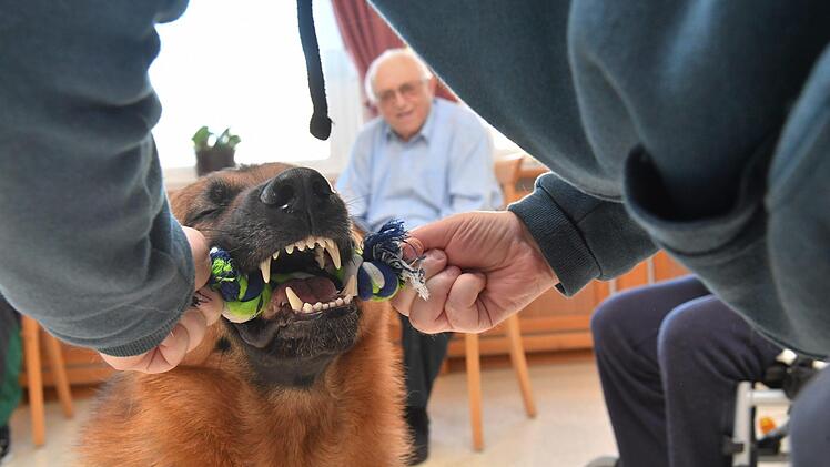 Therapiehund Aramis bei den Senioren im Kulmbacher WohnstiftFoto: Ronald Rinklef