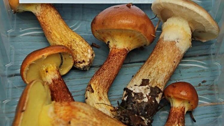 Goldröhrlinge.Foto: Helmut Will