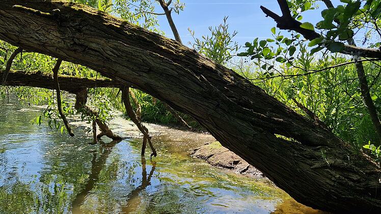Landkreis Bad Kissingen: Gefahr f&uuml;r Bootsfahrer auf der Saale - "B&auml;ume k&ouml;nnen jederzeit umfallen"