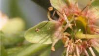 Kaum ist die Blüte verblüht, sieht man schon den winzigen Apfel.