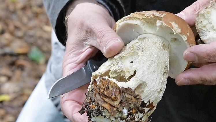 Etwas angefressen von Schnecken und Mäusen, aber dennoch für die Pfanne geeignet: ein Sommersteinpilz Foto: Ronald Rinklef