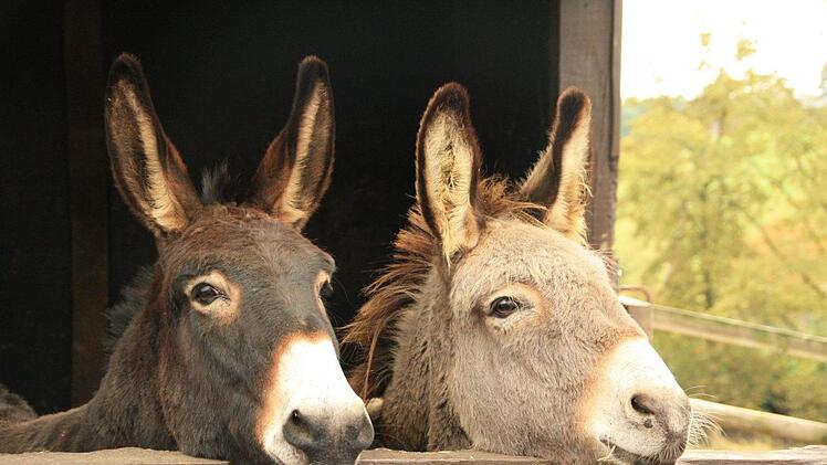 Ein Unbekannter hat in Mittelfranken zwei Esel und zehn Hühner mit Rattengift vergiftet. Symbolfoto: pixabay.com/mvdsandep