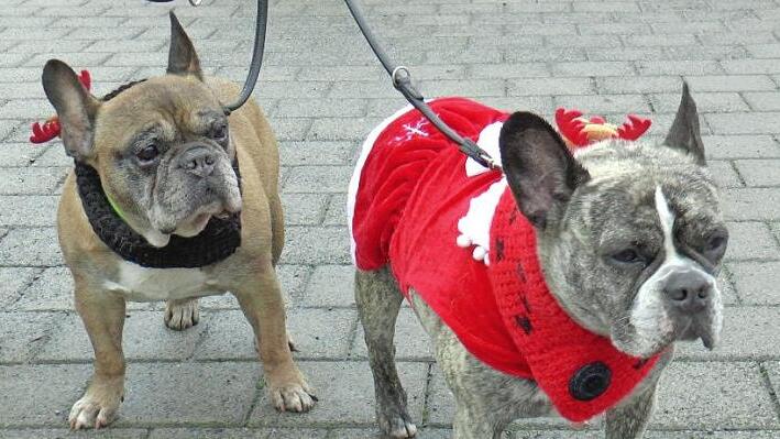 Vierbeiner sind willkommen beim Hundeweihnachtsmarkt am 23. November in Ha&szlig;furt.  Foto: Christian Licha