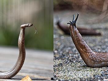 Eine gewisse &Auml;hnlichkeit ist vorhanden: Eine vermeintliche Giftschlange sorgte am Sonntagnachmittag in Saalfeld f&uuml;r Aufregung und entpuppte sich sp&auml;ter als harmlose Nacktschnecke. Symbolbilder: pixabay