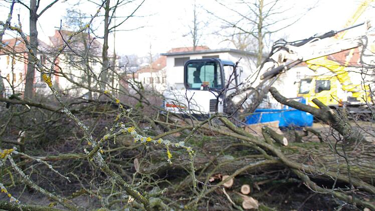 Auf dem VHS-Gelände werden Bäume gefällt. Foto: Marco Meißner