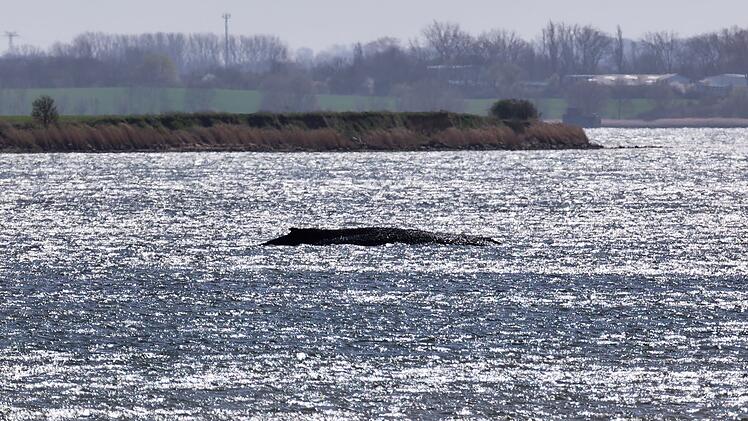 Buckelwal liegt weiter in Wismarbucht