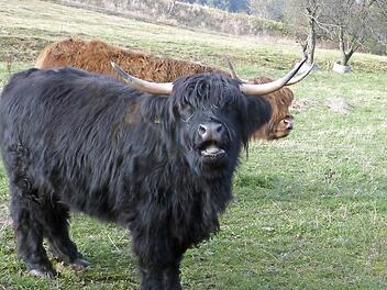 Das Gelände am Stein ist für Hochlandrinder nicht mehr tabu. Foto: Archiv