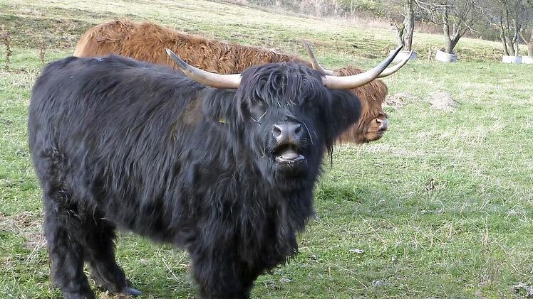 Das Gelände am Stein ist für Hochlandrinder nicht mehr tabu. Foto: Archiv
