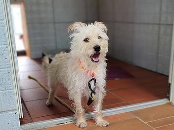 Tierheim Bamberg: Hund Maxi kämpft mit seiner Vergangenheit - "hat leider viele Ängste" Tierheim Bamberg: Hund Maxi kämpft mit seiner Vergangenheit - "hat leider viele Ängste"