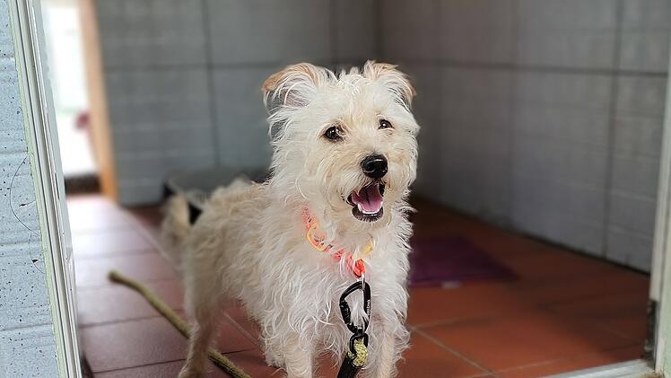 Tierheim Bamberg: Hund Maxi kämpft mit seiner Vergangenheit - "hat leider viele Ängste"