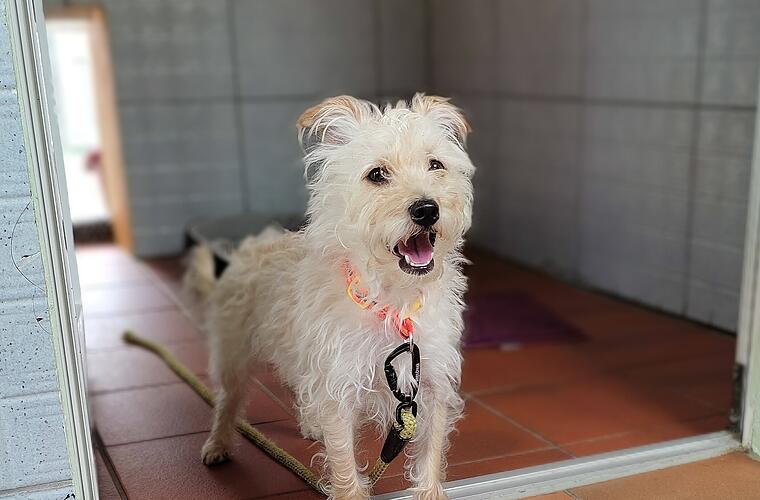 Tierheim Bamberg: Hund Maxi kämpft mit seiner Vergangenheit - "hat leider viele Ängste"