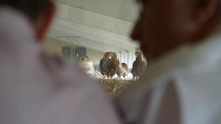 Hühner im Wintergarten, dem Raum zwischen Stall und Freiland.