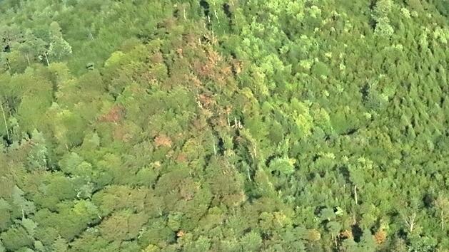 Von weitem sehen die B&auml;ume &uuml;berwiegend gr&uuml;n und gesund aus. Mitunter sind aber kleine braune Nester von K&auml;ferbefall zu sehen, wie etwa hier zwischen Kraisdorf und Leuzendorf.Helmut Will