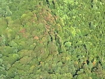 Von weitem sehen die Bäume überwiegend grün und gesund aus. Mitunter sind aber kleine braune Nester von Käferbefall zu sehen, wie etwa hier zwischen Kraisdorf und Leuzendorf.Helmut Will
