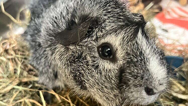 Tierheim Erlangen: Ausgesetzter John "hat es leider nicht geschafft"